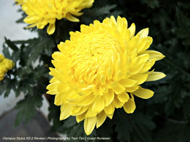 OLYMPUS DIGITAL CAMERA