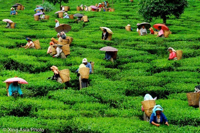 tea pickers