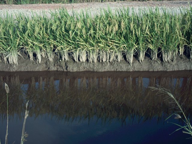 My beautiful picture