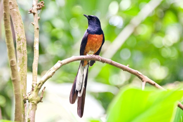 Ourshutter Bird Photography Competition