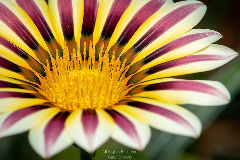 97535470_10222883775668475_6846437964453511168_n